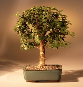 Baby Jade Bonsai TreeComplete Starter Kit